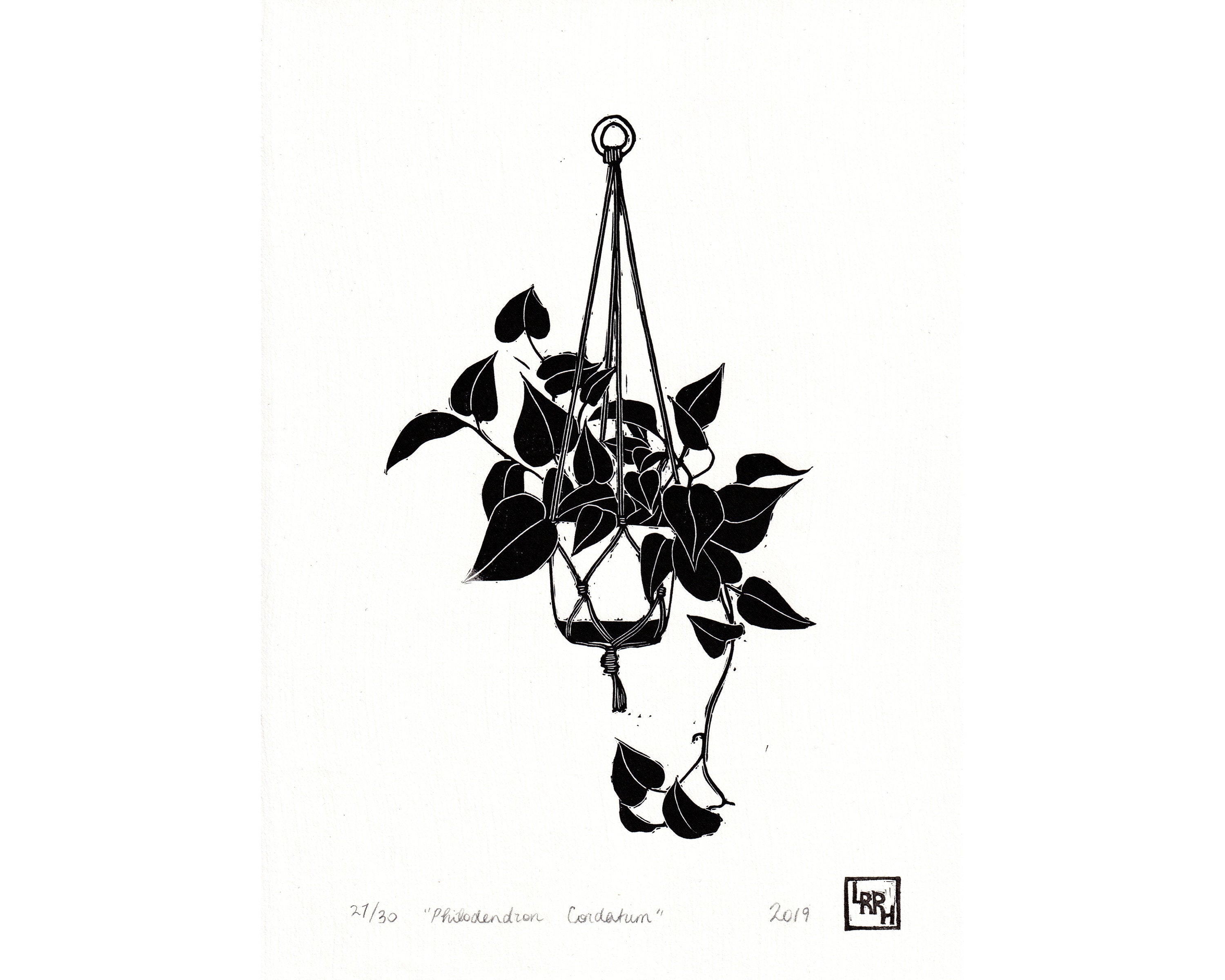 Philodendron Cordatum - Little Rowan Redhead