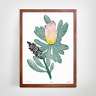 A framed botanical art print featuring a pink and yellow Banksia flower and a deep brown seed pod with green leaves, displayed on a light gray wall.