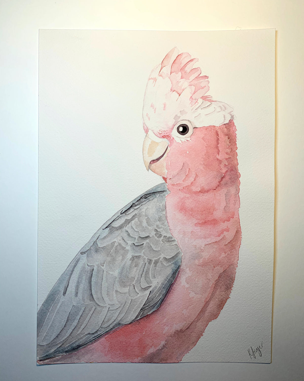 &#39;Galah&#39; - Original watercolour painting - #artistsupportpledge campaign