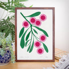 Hakea Laurina - Little Rowan Redhead