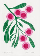 Hakea Laurina - Little Rowan Redhead