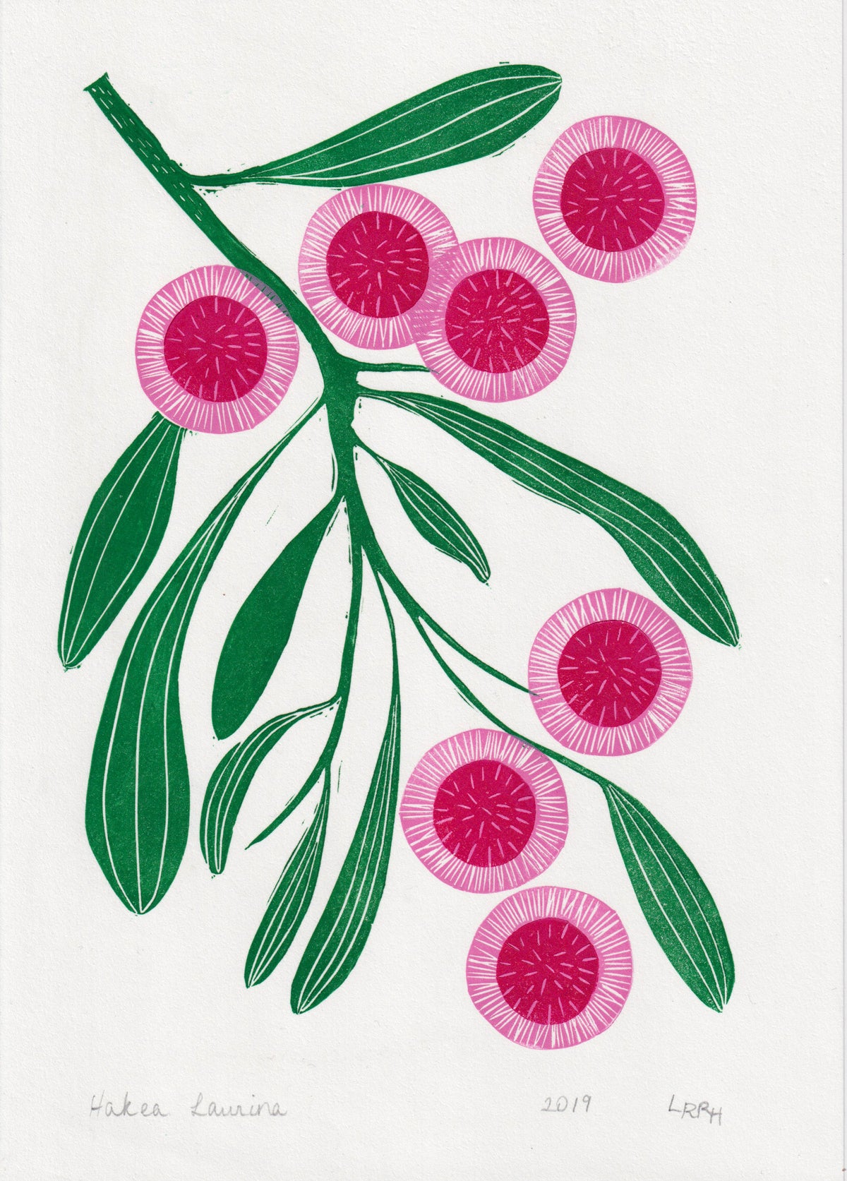 Australian native flower linoprint, Hakea Laurina artwork, handmade in Sydney