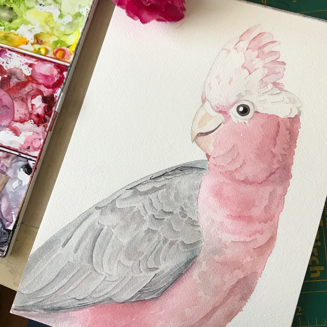&#39;Galah&#39; - Original watercolour painting - #artistsupportpledge campaign