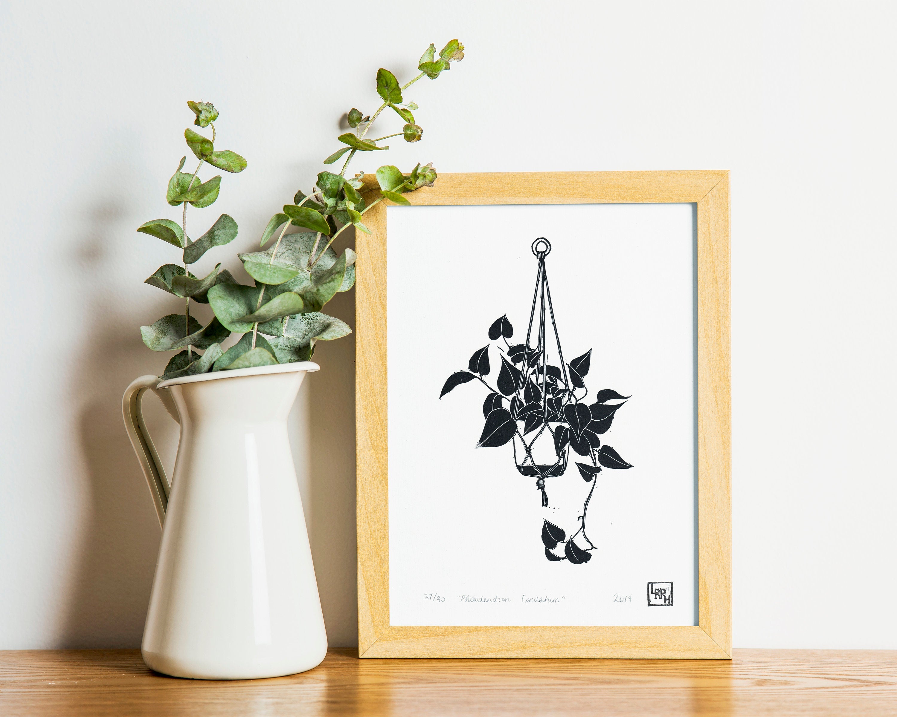 Philodendron Cordatum - Little Rowan Redhead