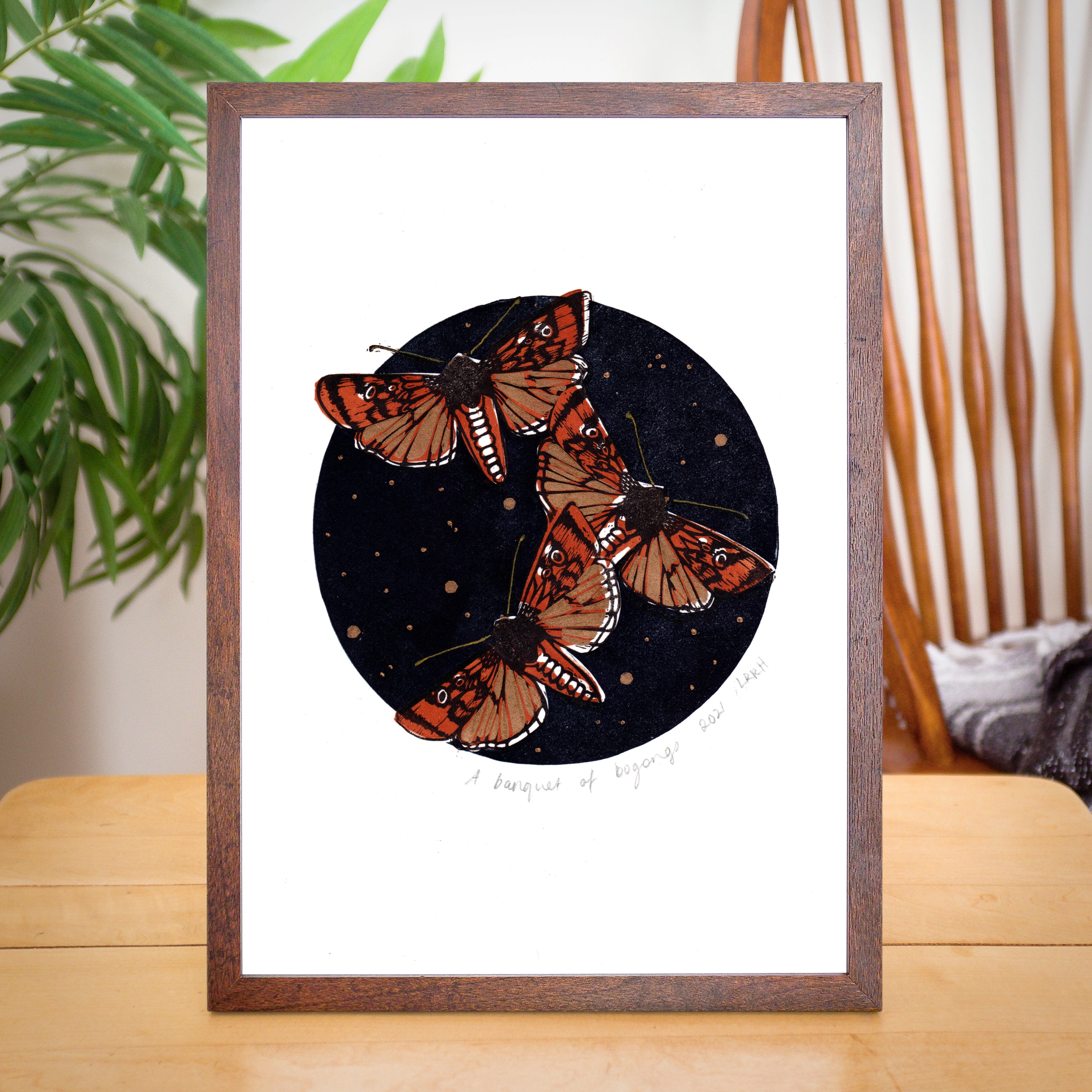 A Banquet of Bogongs - Little Rowan Redhead
