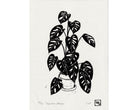 Monstera - Little Rowan Redhead