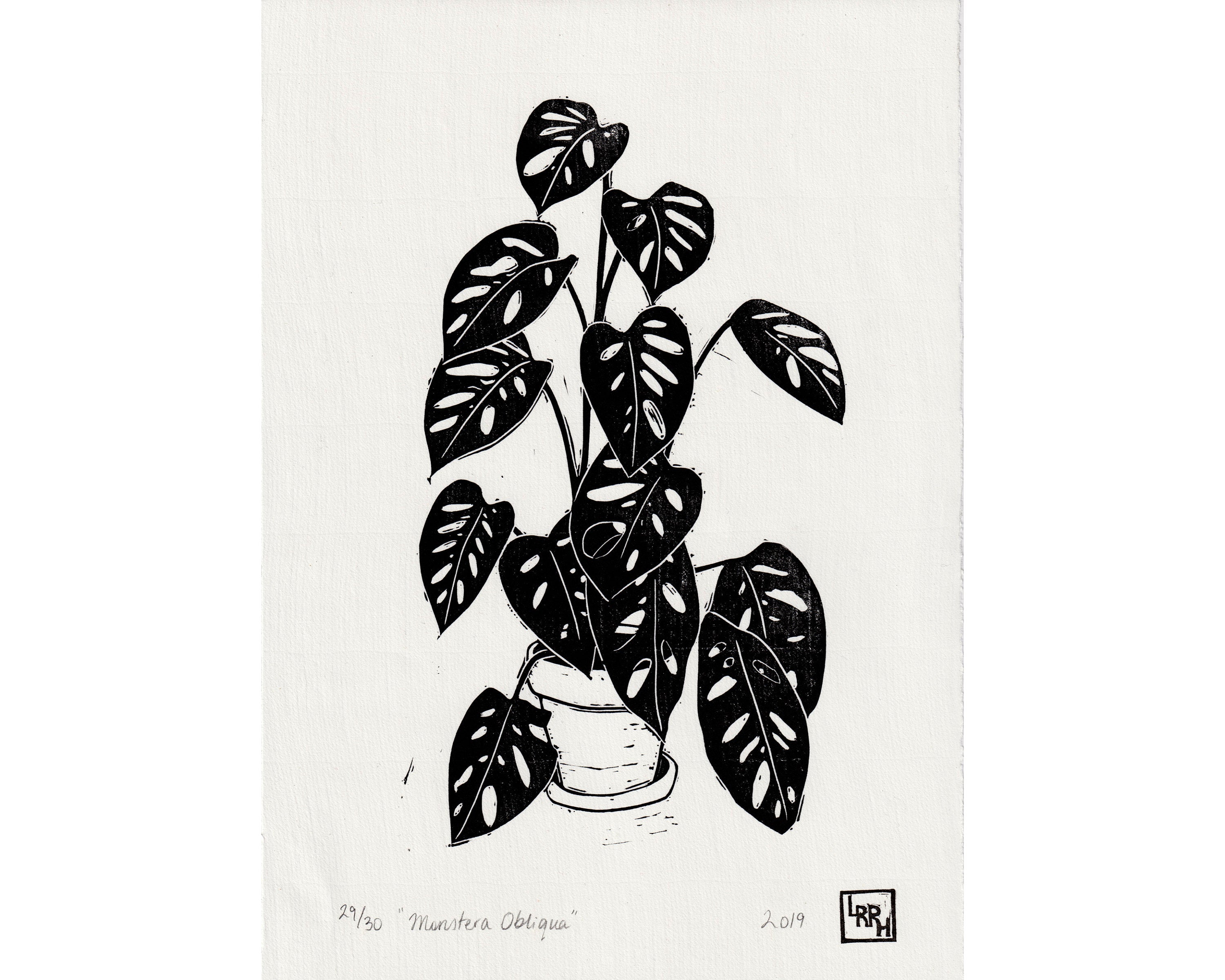 Monstera - Little Rowan Redhead