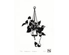 Philodendron Cordatum - Little Rowan Redhead