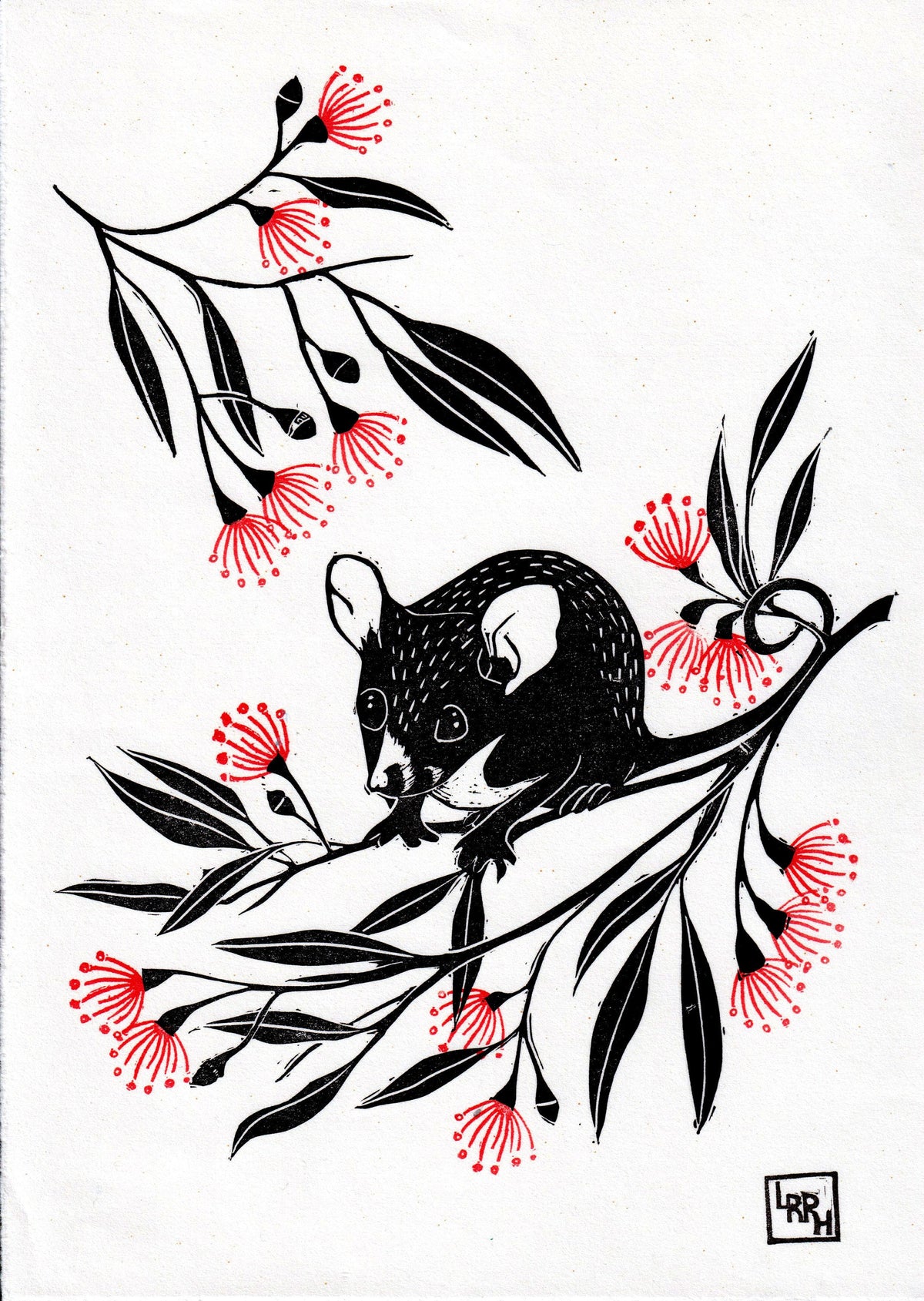 Pygmy Possum and Gum Blossoms - original linoprint