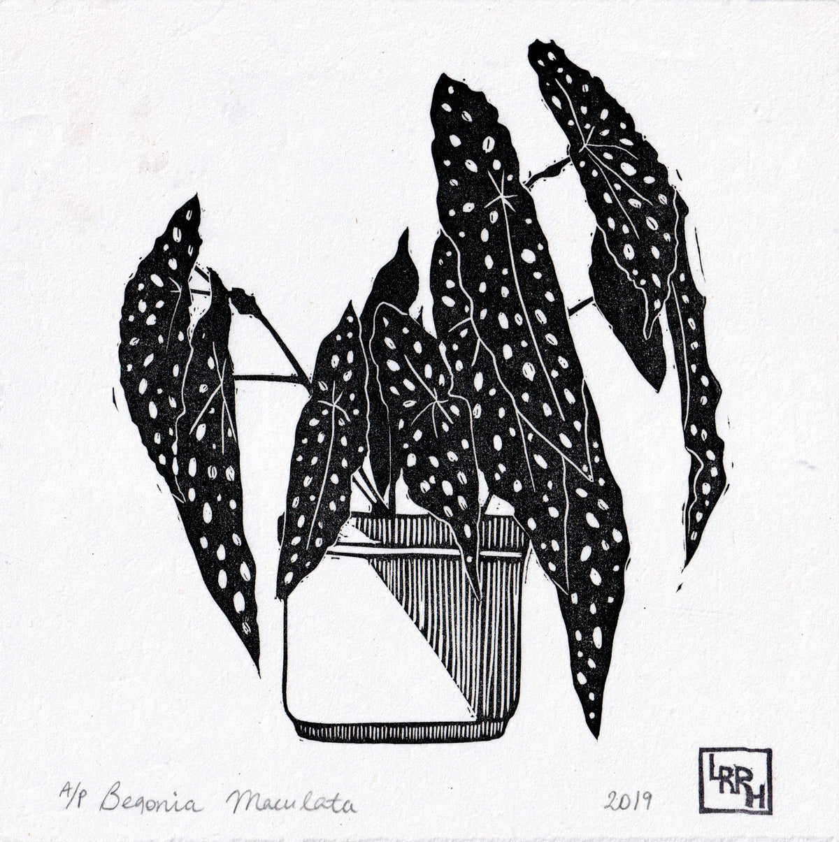 Begonia Potplant Limited Edition Linocut Print, Blockprint, Houseplant Wall Decor
