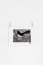 Willy Wagtail - Little Rowan Redhead