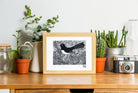 Willy Wagtail - Little Rowan Redhead
